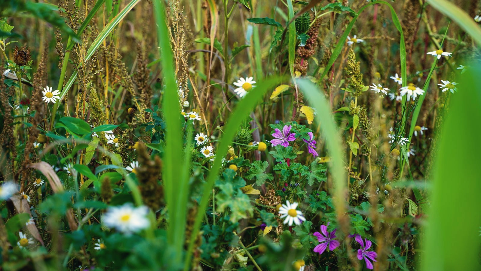 Blühender Wildacker mit Kamille und Malve auf ehemaliger Ackerfläche