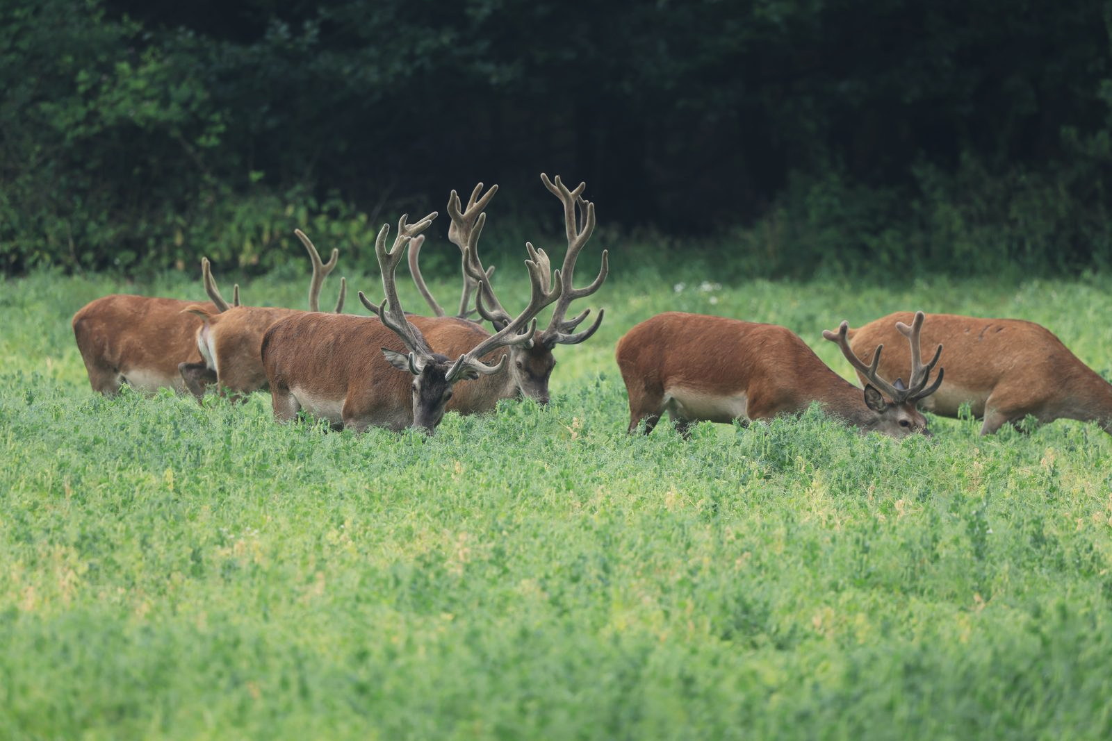 Rothirsche äsen tagsüber am Waldrand