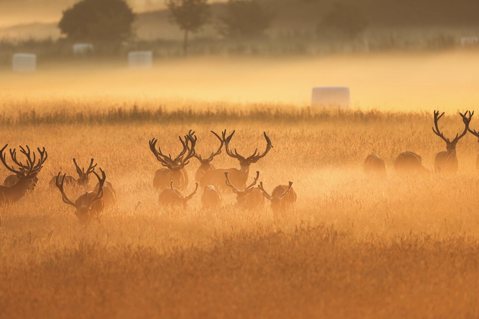 Rotwildrudel im Morgennebel auf offener Feldflur